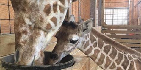 April The Giraffe's Baby Name Revealed