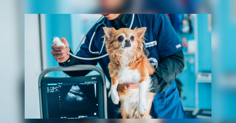 one platform complete visibility viggovets rise for modern veterinary practices