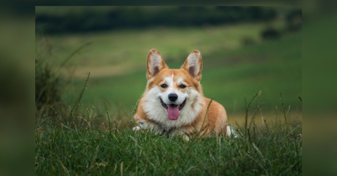 best premium dog food of comparison of selected dog food brands