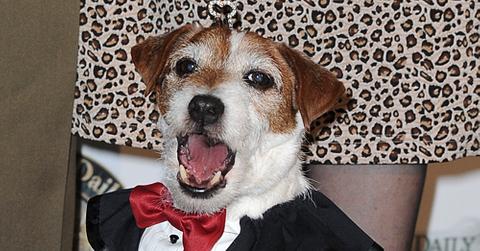 Uggie feb14 928971m.jpg