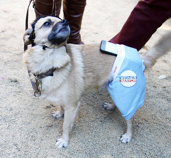 Dog Halloween Costumes Weiner