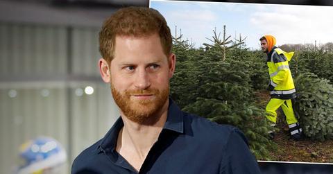 Little Boy Mistakes Prince Harry For A Christmas Tree Salesman