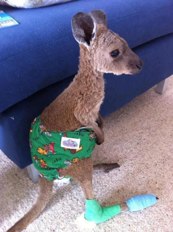 Kangaroo