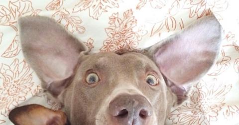 Harlow and Indiana 2