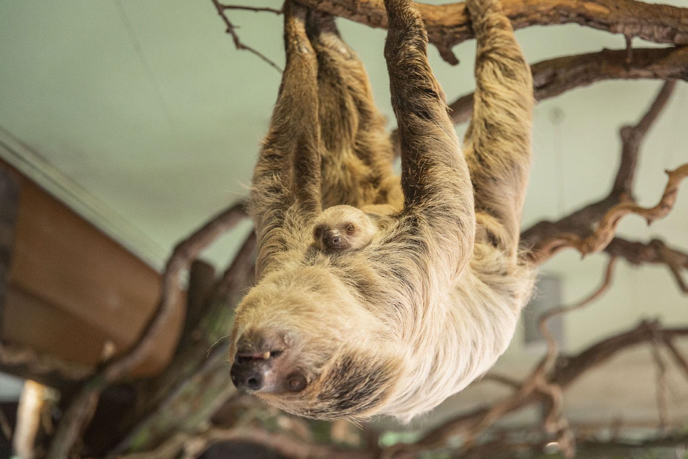 adorable moment two toed baby sloth is born surprising zookeepers with incredibly speedy birth