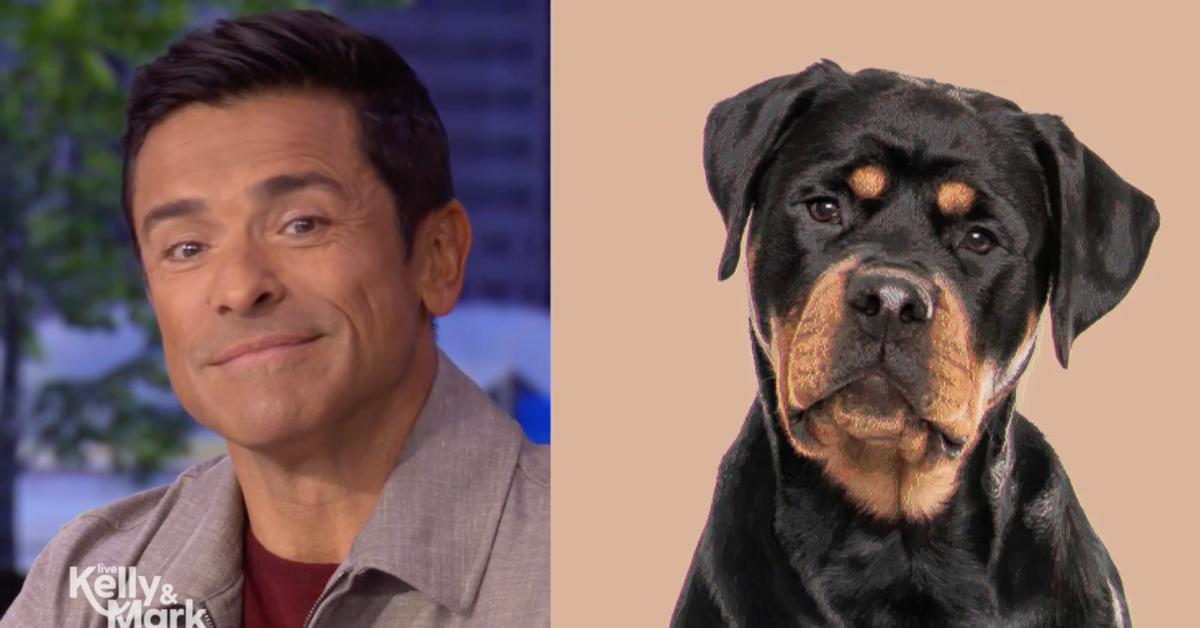 Photo of Mark Consuelos; picture of a Rottweiler.