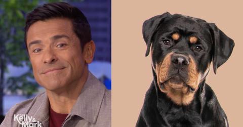 Photo of Mark Consuelos; picture of a Rottweiler.