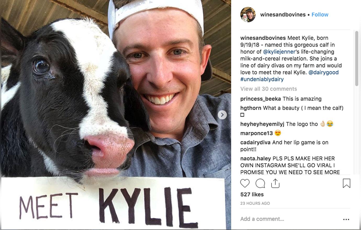 Kylie Cow 4