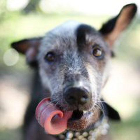 Worlds_ugliest_dog_competition_13_ _1.jpg