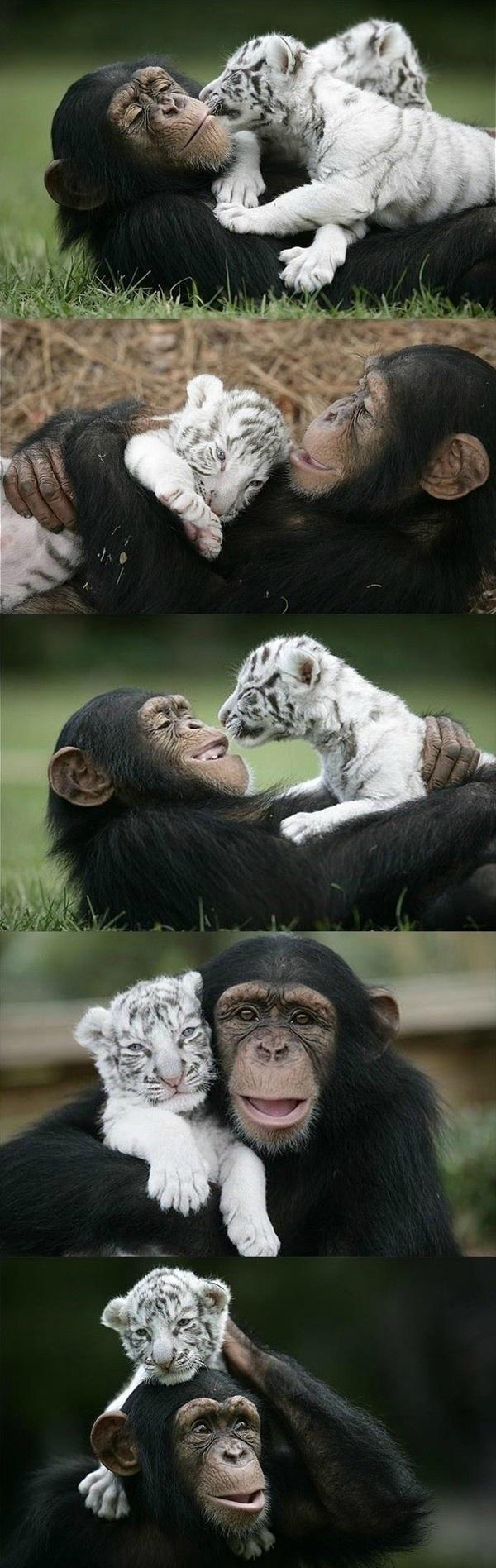 Chimp and Baby Tiger