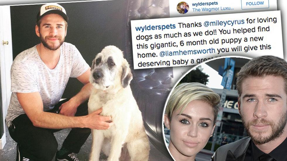 Liam hemsworth adopts dog miley cyrus help