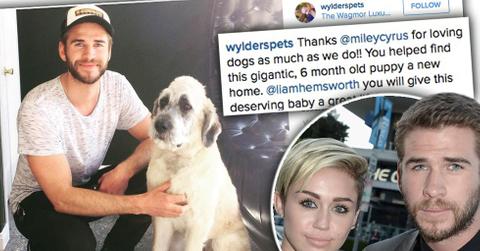Liam hemsworth adopts dog miley cyrus help