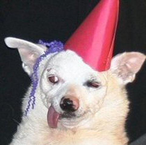 Worlds_ugliest_dog_competition_15_ _1.jpg