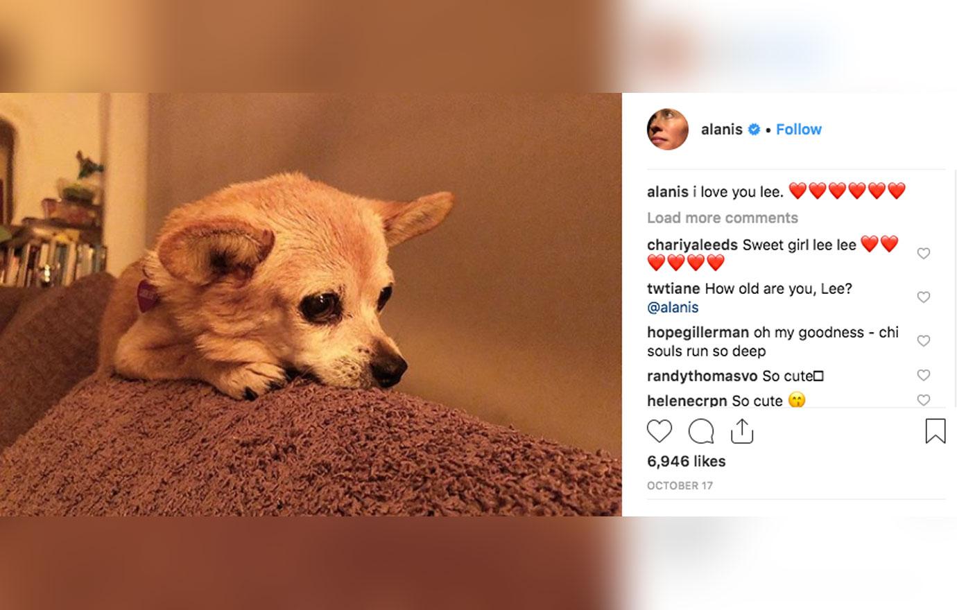 Alanis morrissette inconsolable dog passes away 2