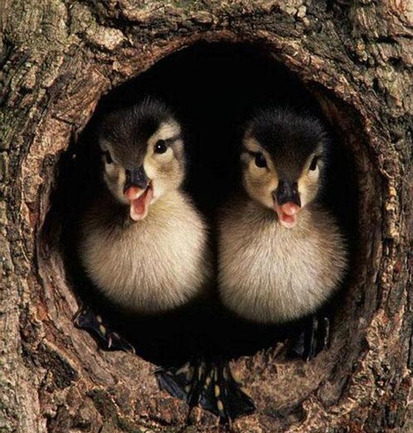 Ducklings