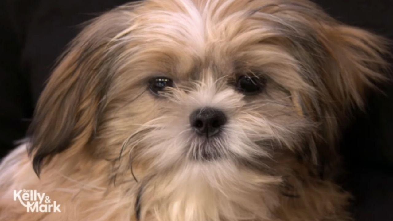Image of Kelly Ripa and Mark Consuelos said the two dogs had a 'chemistry test' before they adopted Javi.