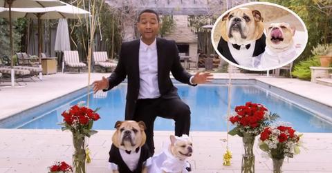 John legend dog wedding copy