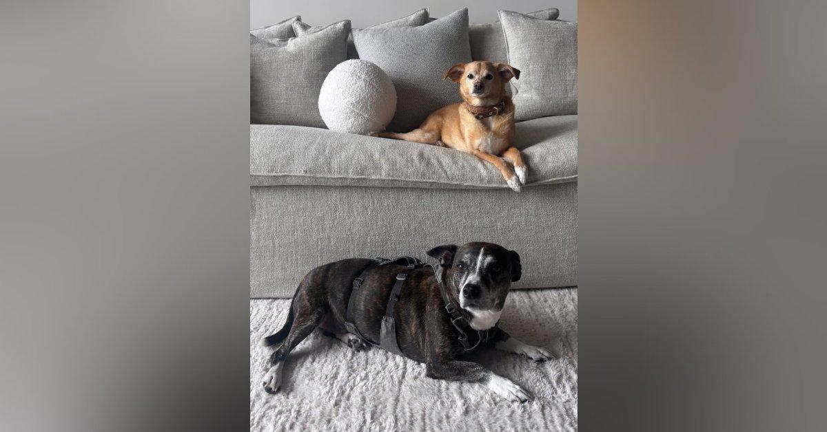 Photo ofAriana Grande posted a photo of Mac Miller's dog on the seven-year anniversary of her ex's death.