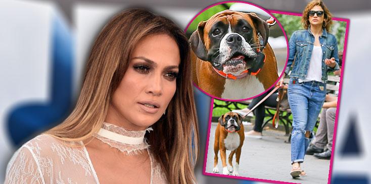 jennifer lopez walking dog