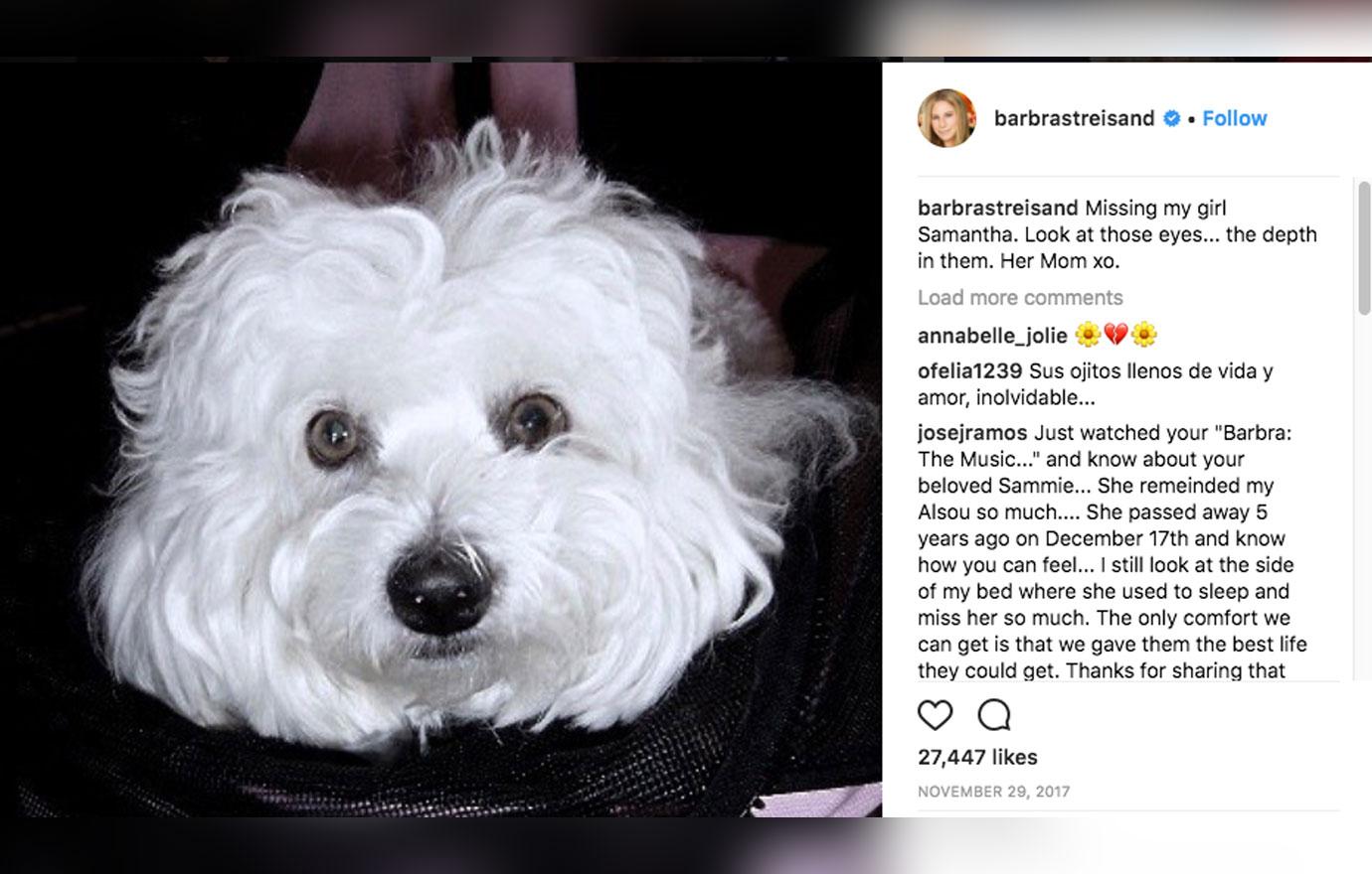 Two Of Barbara Streisand's Dogs Are Clones Of Her Dog Who Died