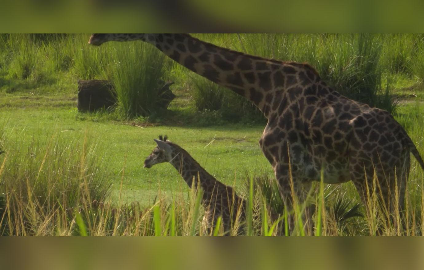 Baby aella giraffe born disney animal kingdom 4