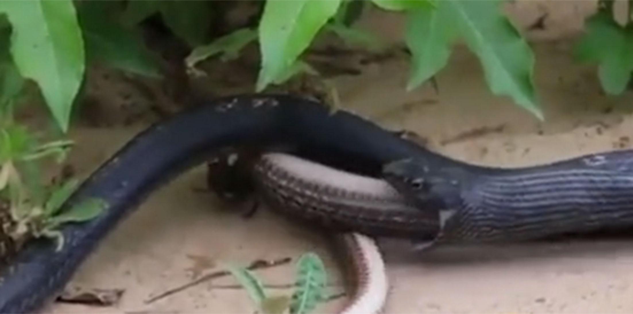 Video snake spits up live snake