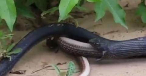 Video snake spits up live snake