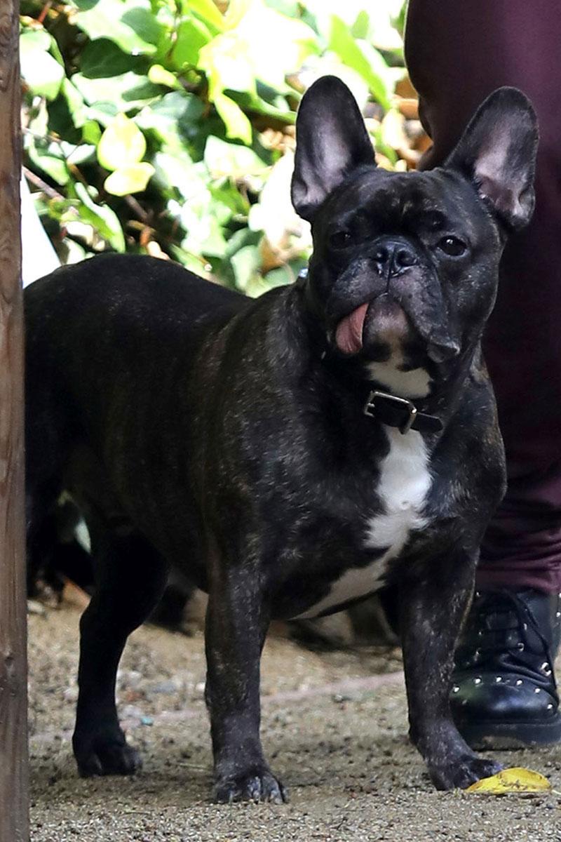 Carrie Fisher&#8217;s dog Gary is seen poking his head out amidst guest arrivals