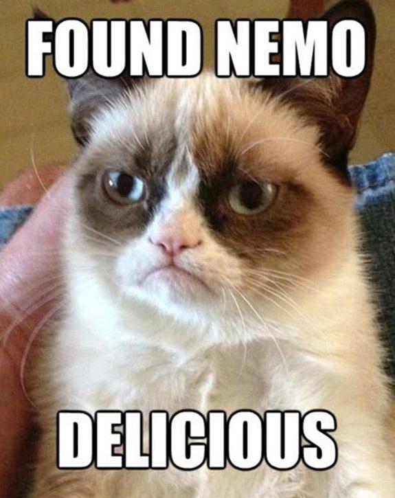 //ok_ grumpy cat nemo