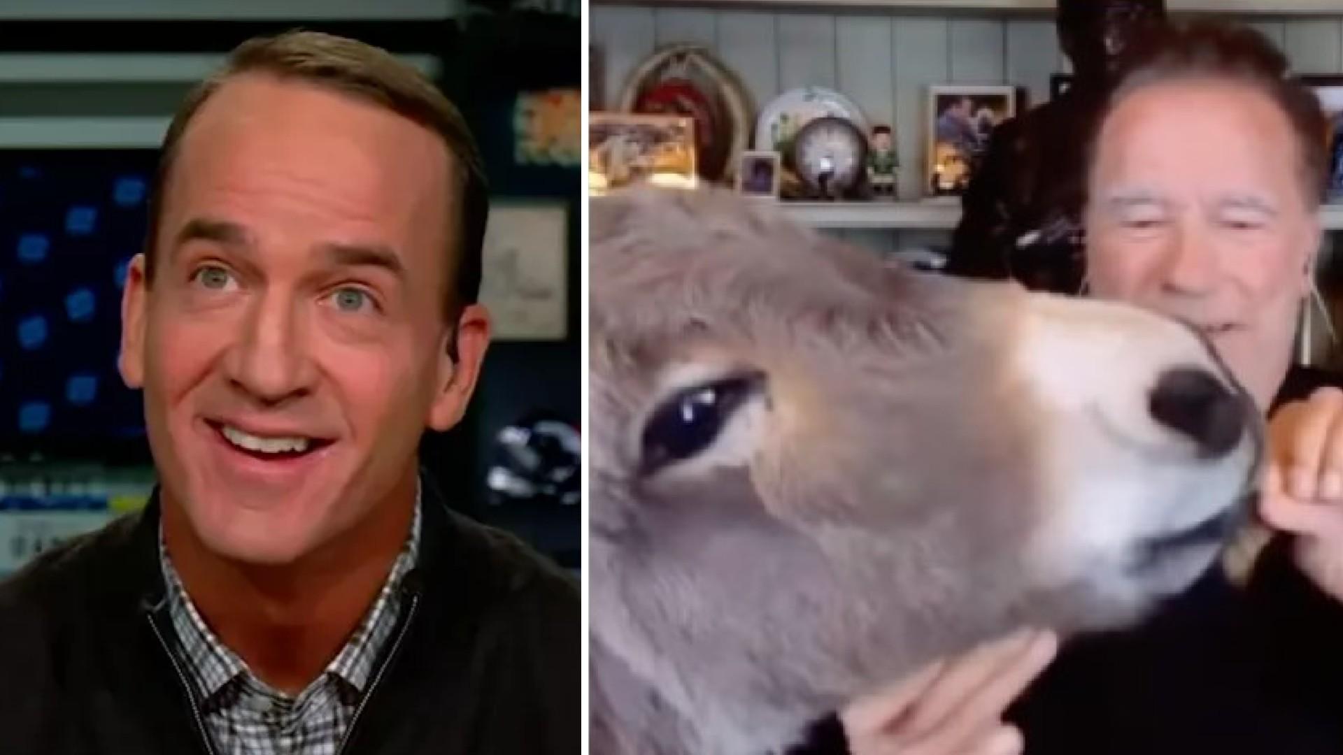 arnold schwarzenegger shocks peyton manning feeds donkey tv pp