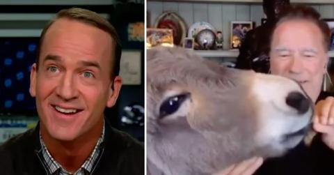 arnold schwarzenegger shocks peyton manning feeds donkey tv pp
