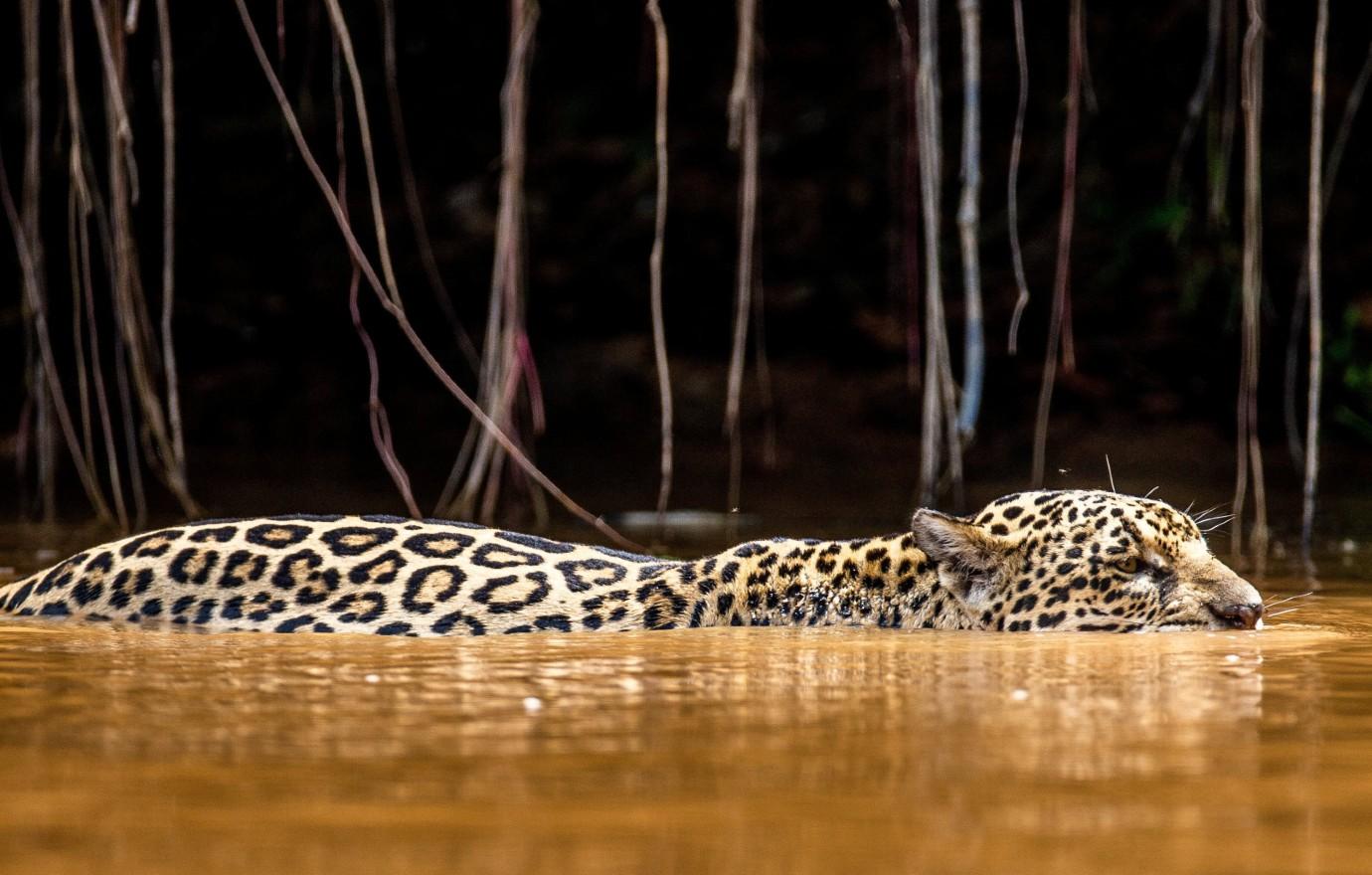 panatanal jaguar water ega