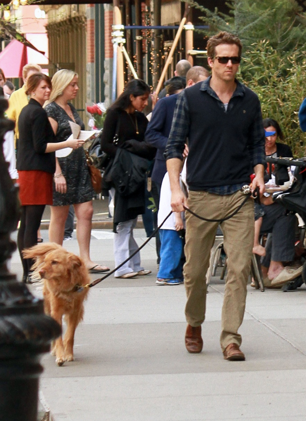 Ryan reynolds dog