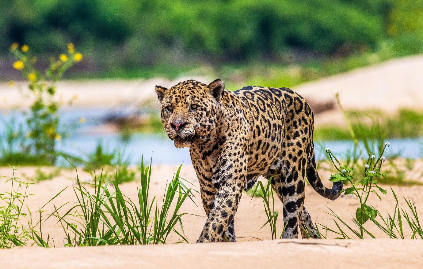 panatanal jaguar mega