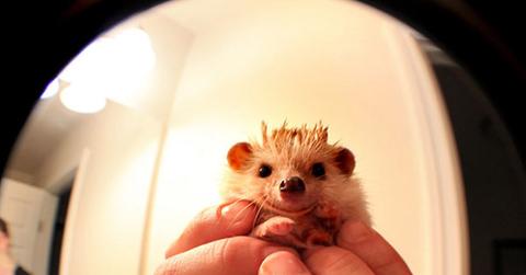Happy Hedgehog