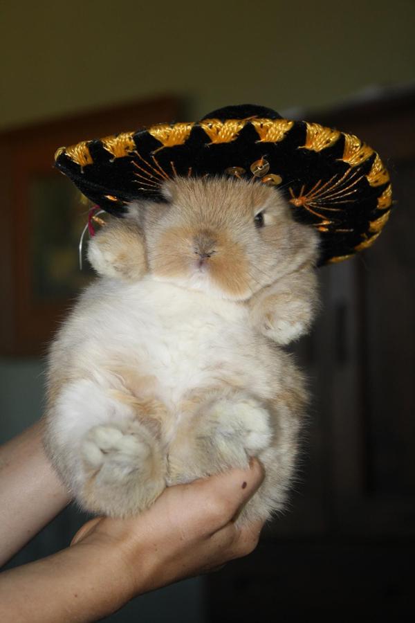 Bunny With A Sombrero