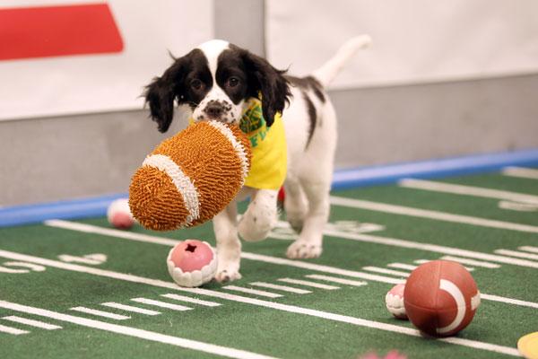 puppy bowl Xll starting line up