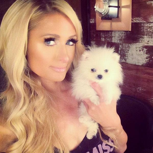 Paris hilton new dog