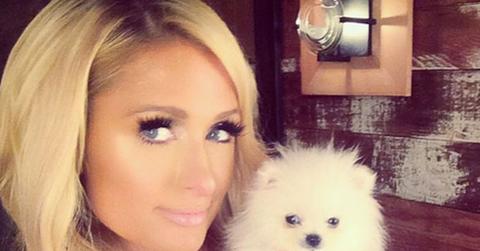 Paris hilton new dog