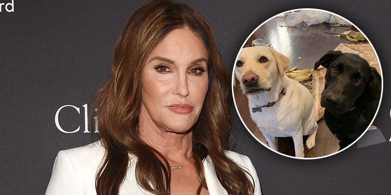 Caitlyn Jenner Dogs Destroy Home PP