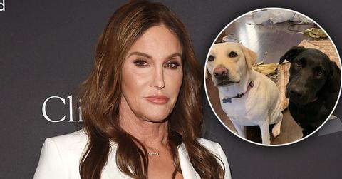 Caitlyn Jenner Dogs Destroy Home PP