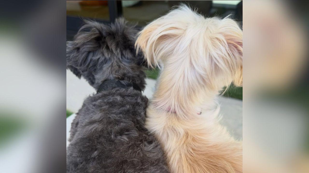 image of Demi Lovato also shared photos featuring her dogs.