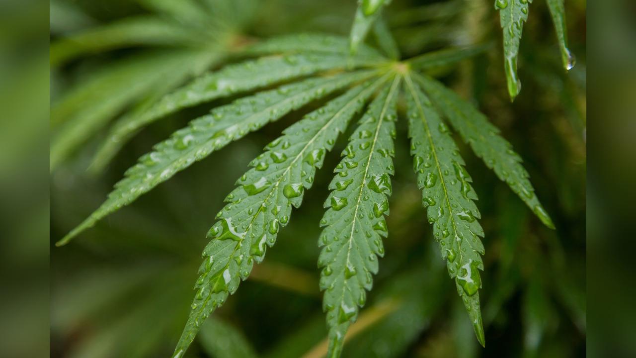 why adults are reading hemp derived edible labels more carefully