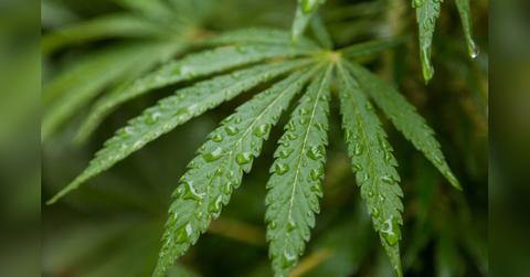 why adults are reading hemp derived edible labels more carefully