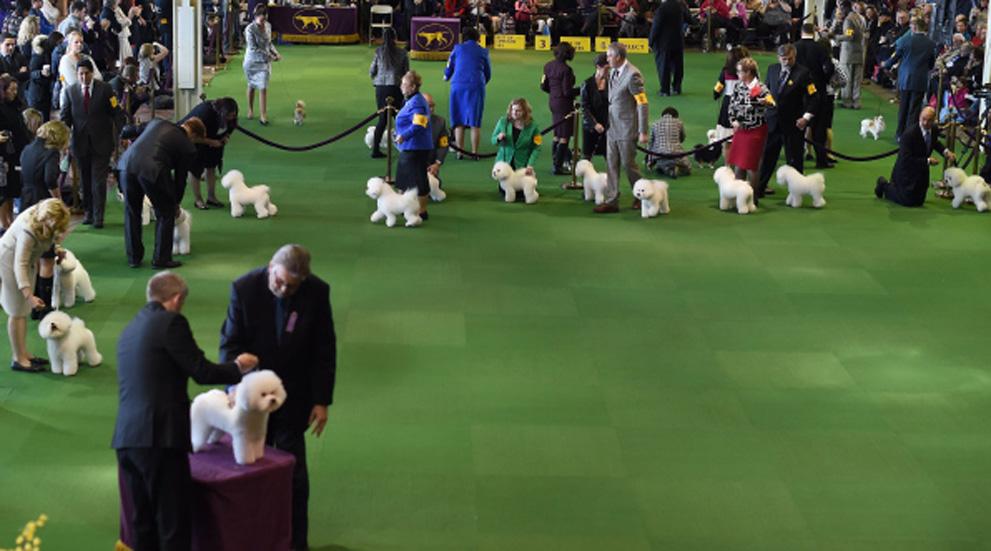 US WESTMINSTER DOG SHOW