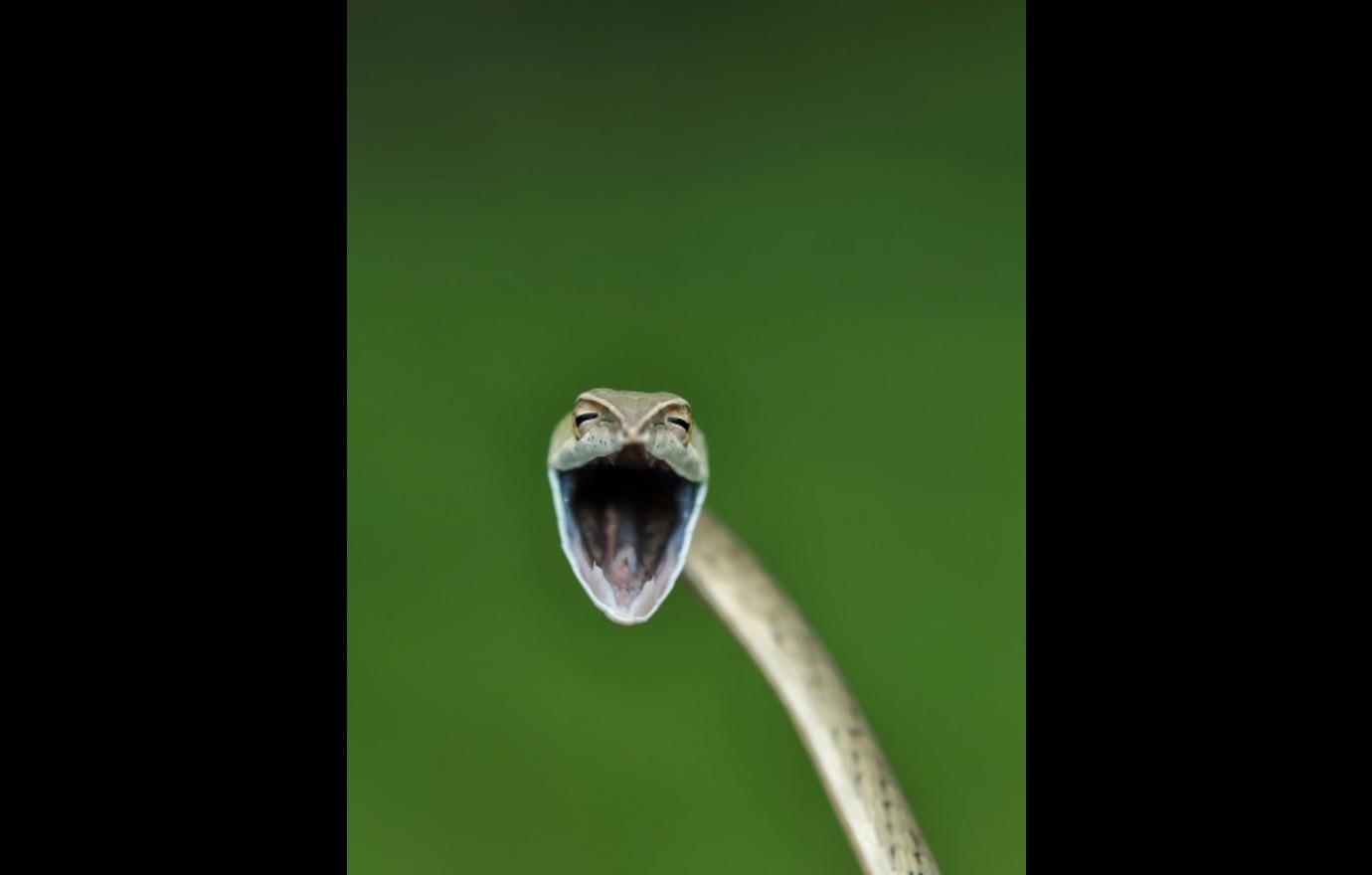 the  comedy wildlife photography awards support conservation while giving fans a laugh