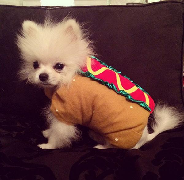 Paris Hilton dresses her poor dogs up for Halloween