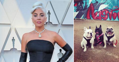 lady gaga dogs