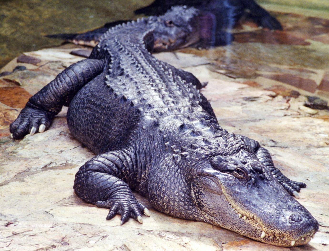 father steps helps trainer free herself from jaws alligator utahs childrens party ok