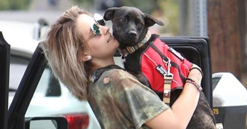 Paris Jackson Dog Vet Photos Long